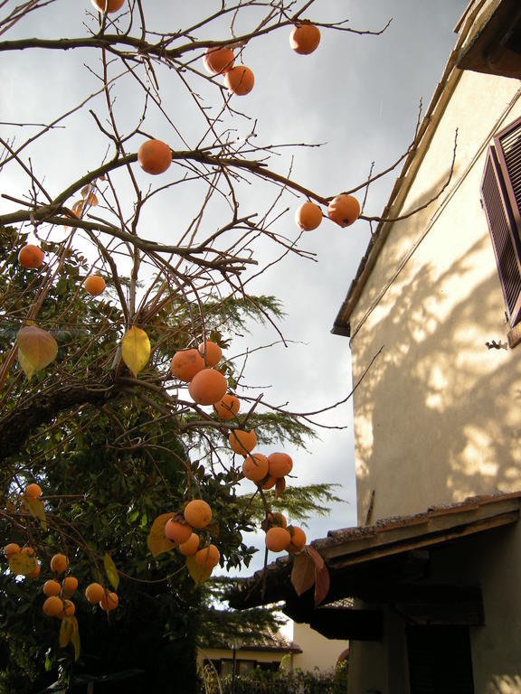 Agriturismo Il Colle Сієна Номер фото